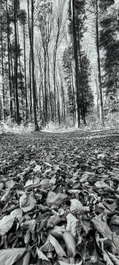 Yaprakları ve ağaçları olan güzel sonbahar manzarası
