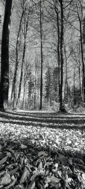 Şehir parkının güzel manzarası