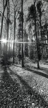 Ormanın güzel manzarası