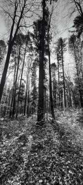 Orman ağaçları ile sonbaharda