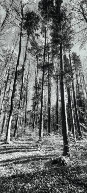 Ormanın güzel manzarası