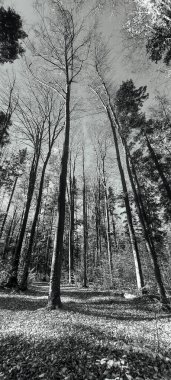 Dağlardaki ormanın güzel manzarası