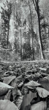 Parkın güzel manzarası