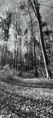 Dağlardaki güzel orman. seyahat kavramı