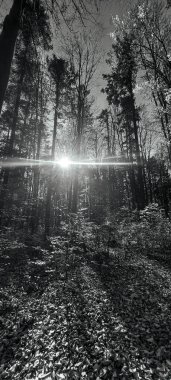 parkta ağaçlar ve güneş