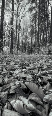 Parktaki güzel sonbahar ormanı