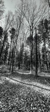 Ormandaki ağaçların gri tonlu görüntüsü.