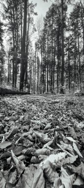 siyah ve beyaz arka plan, yapraklar, sonbahar ormanındaki ağaçlar