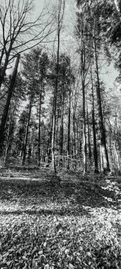 Orman ve ağaçlar sonbaharda