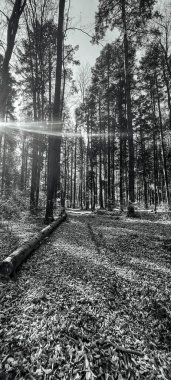 Ağaçları ve yaprakları olan güzel bir orman