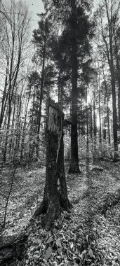 Ağaçlar ve yapraklarla dolu güzel sonbahar manzarası