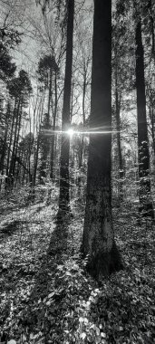 Güzel ormanın siyah beyaz fotoğrafı.