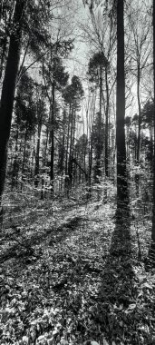 Güzel bir orman manzarasının siyah beyaz fotoğrafı