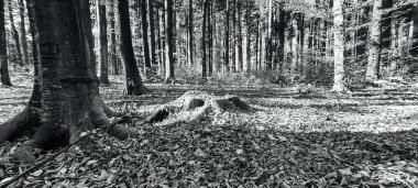 Düşen yaprakları olan güzel bir sonbahar ormanı