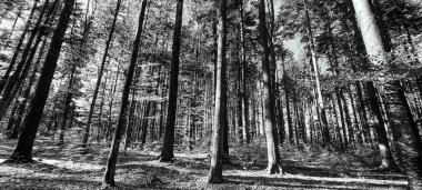 Sonbaharda güzel bir ormanın siyah beyaz fotoğrafı.