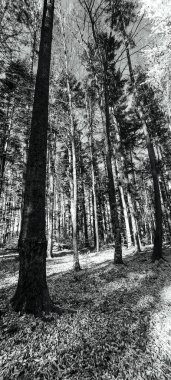 Parkın güzel manzarası