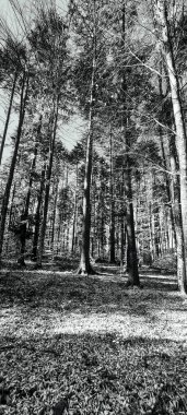 Ormanın güzel manzarası