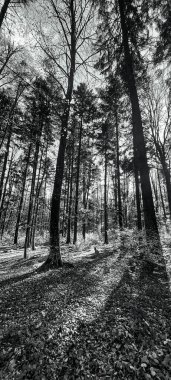 Parktaki genç bir çiftin siyah beyaz fotoğrafı.