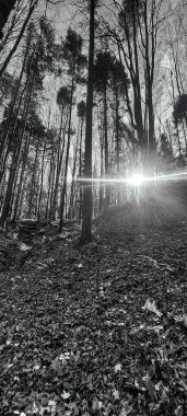 Güneşli bir günde ormanın ve ağaçların güzel bir görüntüsü.