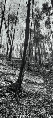 Ormandaki ağaçlı güzel bir manzaranın siyah beyaz fotoğrafı.