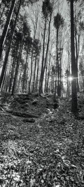 Orman ve ağaçların siyah ve beyaz görüntüsü