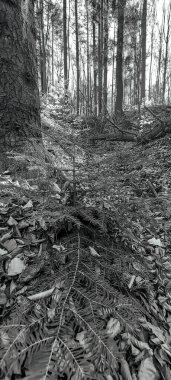 Güzel sonbahar ormanı, doğa ve bitki örtüsü