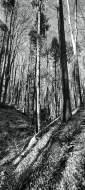 Ormanın güzel manzarası