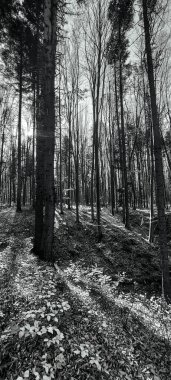 Ormanın parktaki siyah ve beyaz manzarası