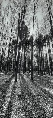 Ormanın güzel manzarası