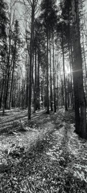 Parktaki bir ormanın siyah beyaz fotoğrafı