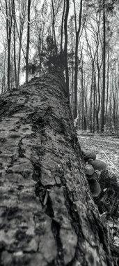 Ormandaki eski tahta kütük