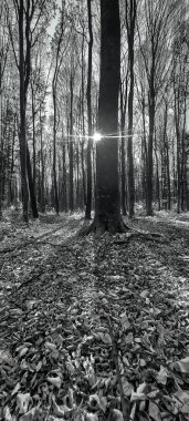 sonbahar ağaçları ve ormanlar