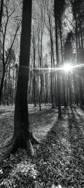 Gündüz vakti parktaki güzel bir ormanın dikey görüntüsü.