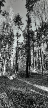 Güzel sonbahar manzarası, ormandaki ağaçlar