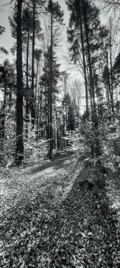 Ormanda sonbaharda ağaçlarla çevrili güzel bir yol manzarası.