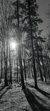 Ormanın siyah beyaz fotoğrafı.