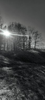 Ağaçlar ve ormanlarla dolu güzel bir manzara.
