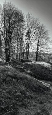 Ormanın güzel manzarası