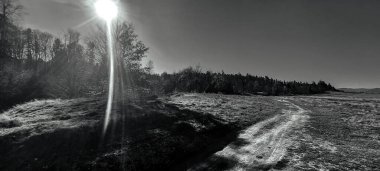 Ormandaki yolun siyah beyaz fotoğrafı.