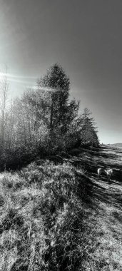 Güneşin altındaki bir tarlanın ortasındaki bir ağacın gri tonlu görüntüsü.