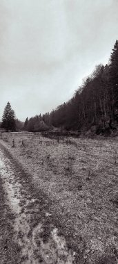 Parktaki ağaçların güzel bir görüntüsü.