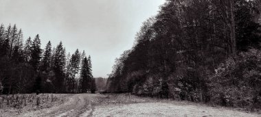 Ormanda kış manzarası