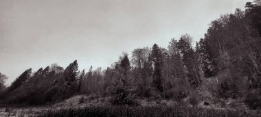 Ormanın ve ağaçların kızılötesi görüntüsü