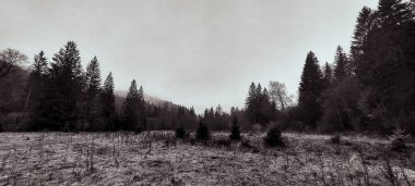 Kırsal kesimde kasvetli bir günde karla kaplı bir ağacın gri tonlu görüntüsü.