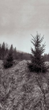 Ormanda bir ağacı olan güzel bir manzara.