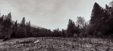 Ormandaki ağaçlarla kaplı siyah beyaz bir manzara.