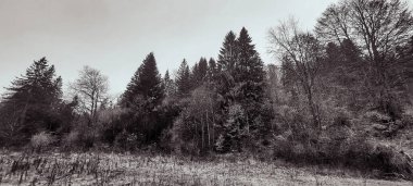 Sonbaharda ormandaki ağaçlar.