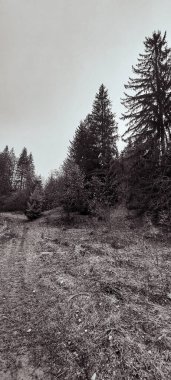 Dağlardaki ormanın güzel manzarası