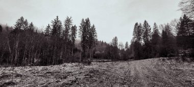 Ormanın ortasında bir yolun dikey görüntüsü.