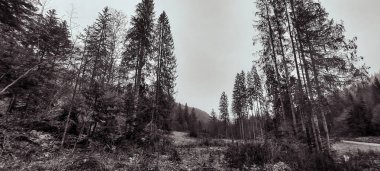 Ağaçların ve ormanın siyah beyaz fotoğrafı